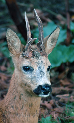 BB 07 0121 / Capreolus capreolus / Rådyr